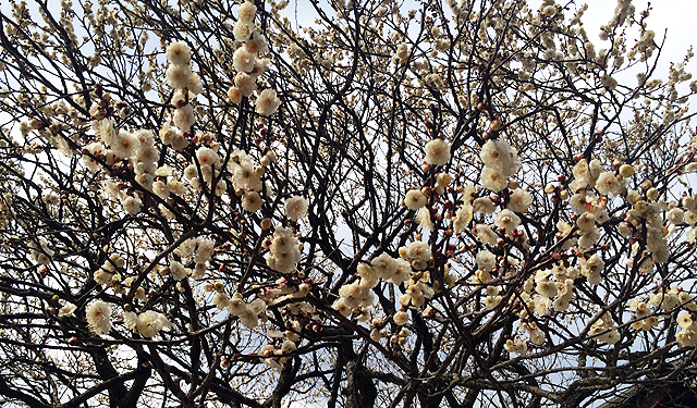 太宰府天満宮の神木「飛梅」が開花、２月下旬に見頃