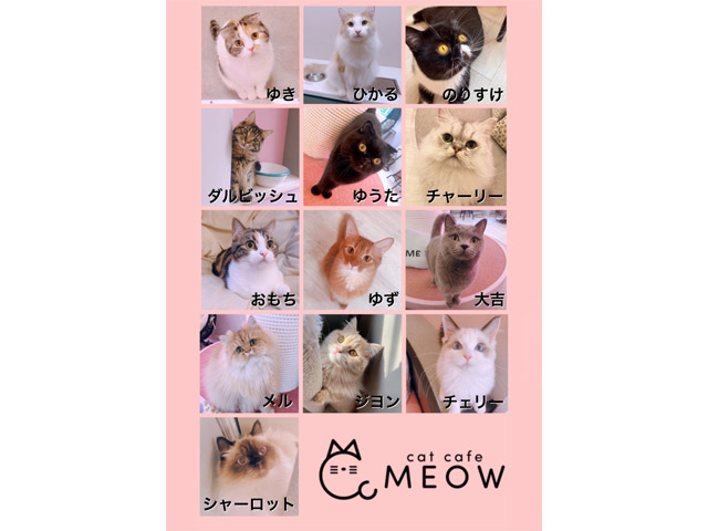 大名の「猫カフェMEOW」猫ちゃん人気投票開催中！