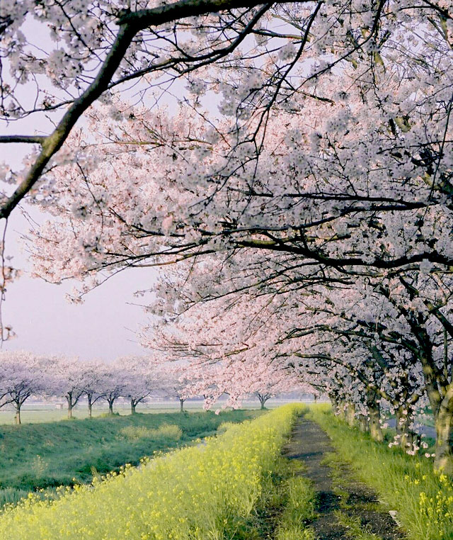 筑前町の草場川 桜並木で３月下旬ごろから桜と菜の花の競演