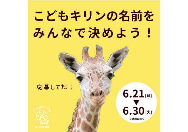 福岡市動物園「こどもキリンの名前をみんなで決めよう」６月２１日（世界キリンの日）から応募受付開始