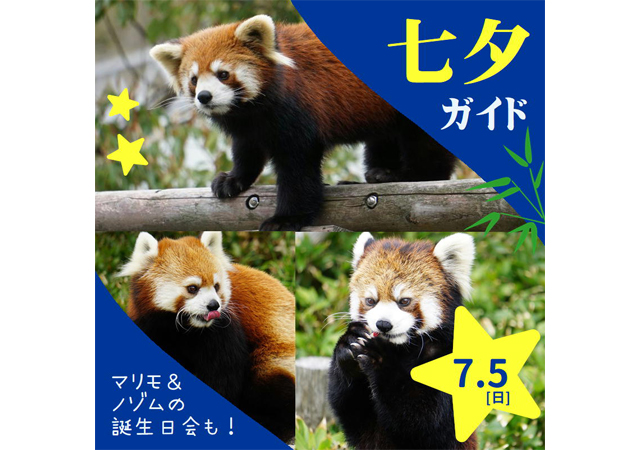 福岡市動物園で「七夕」特別ガイド、レッサーパンダ「マリモ」・「ノゾム」の特別誕生会も実施