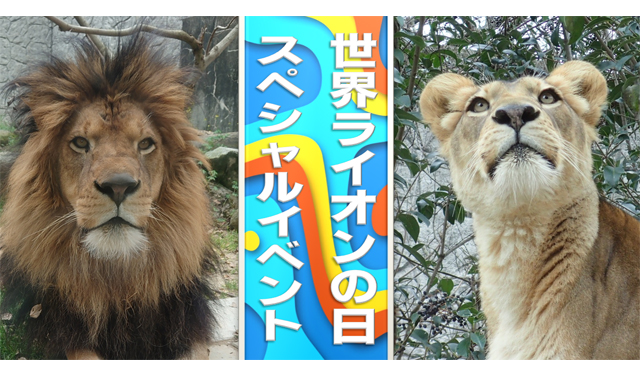 大牟田市動物園「世界ライオンの日スペシャルイベント」開催へ