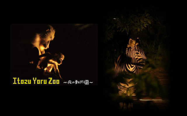 到津の森公園・夏のイベント「ITOZU YORU ZOO ～夜の動物園～」開催