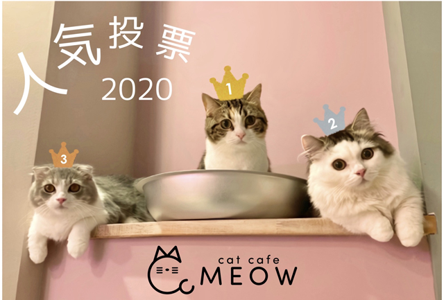 大名の猫カフェmeow 人気投票２０２０ 結果発表