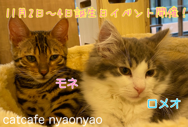 警固の猫カフェ Catcafe Nyaonyao ロメオ モネ誕生日イベント開催