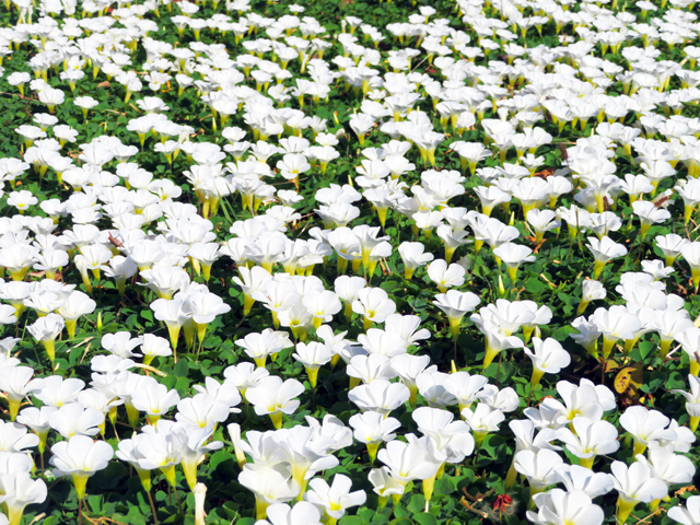 のこのしまアイランドパーク、インスタ映えやコスプレ撮影に人気の花「オキザリス」２月まで！