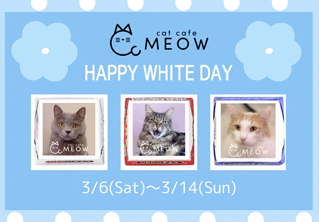 大名の猫カフェmeow ホワイトデーイベントを開催