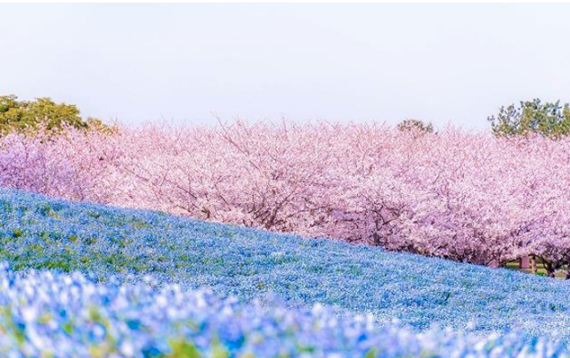 福岡に春を告げる花の祭典 海の中道フラワーピクニック２０２１ 開催へ