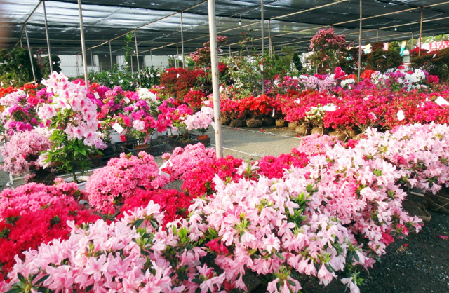 くるめ緑花センター 第６４回 久留米つつじまつり 開催へ