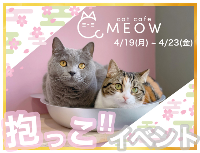 大名の猫カフェmeowで春の抱っこイベント開催中 福岡のニュース