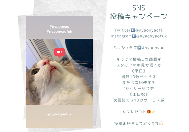 警固の猫カフェnyaonyao Sns投稿キャンペーン 実施中 福岡のニュース
