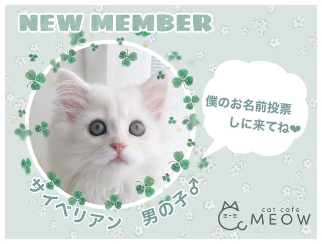 大名の猫カフェmeow 新メンバーの子猫ちゃん名前投票を開催