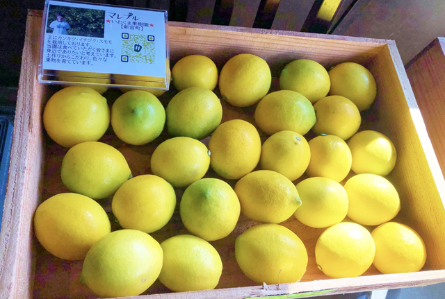 新宮立花山の「いわくま果樹園」から福岡産レモンの予約販売開始