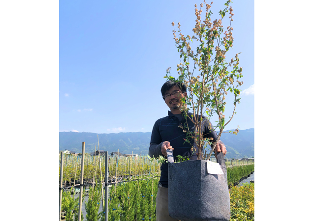 季節に合う植木をご家庭にお届け 植木リース ツリース 個人宅向けツリース販売開始