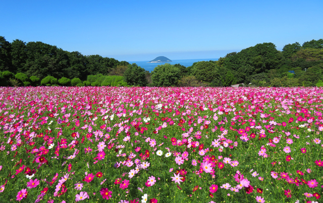 能古島「のこのしまアイランドパーク」の早咲きコスモス １０月中旬頃から見頃に！
