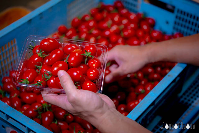 オンラインマルシェ「マレブル」に福津市 まつお農園が手がける完熟アイコトマトが復活登場