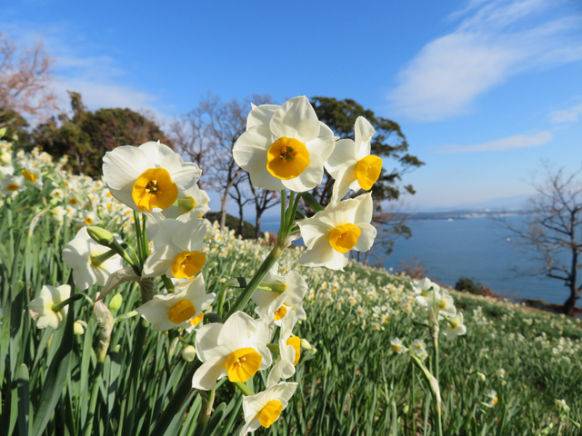 福岡のニュースのこのしまアイランドパーク、インスタ映えやコスプレ撮影に人気の花「オキザリス」２月まで！今週の人気記事今月の人気記事