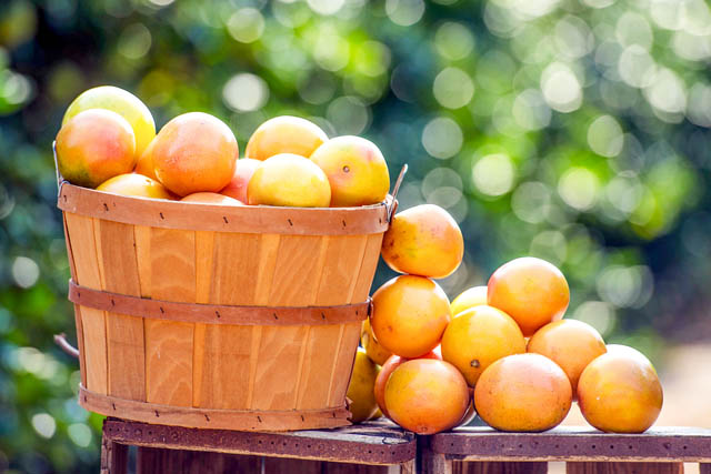フロリダ州政府柑橘局が「フロリダグレープフルーツ」を“学問の神様”太宰府天満宮に奉納へ