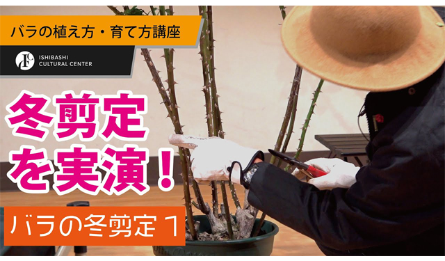 石橋文化センター 公式 YouTube チャンネル『バラの植え方・育て方講座』 配信中！