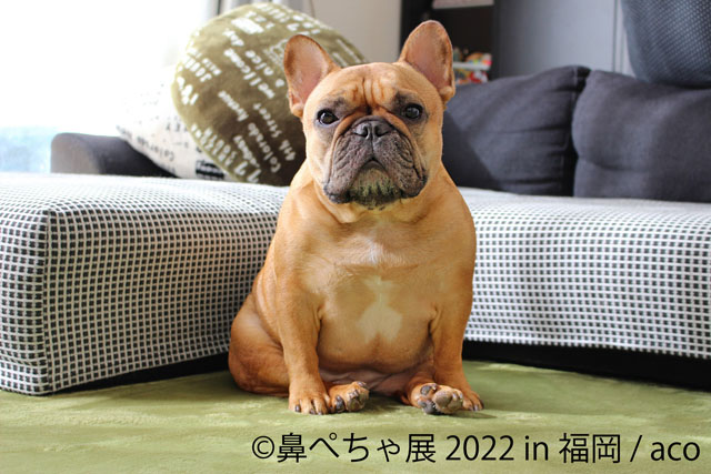 福岡初、パグ、シーズーなど“ぶひカワ”鼻ぺちゃ犬作品大集結「鼻ぺちゃ展 2022 in 福岡」開催へ