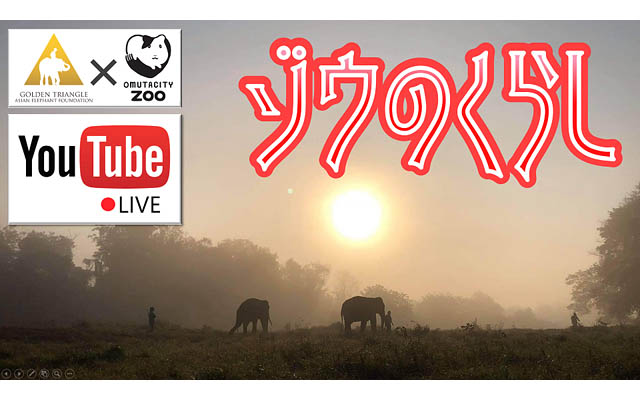 大牟田市動物園「ゾウのくらし」ライブ配信開催へ