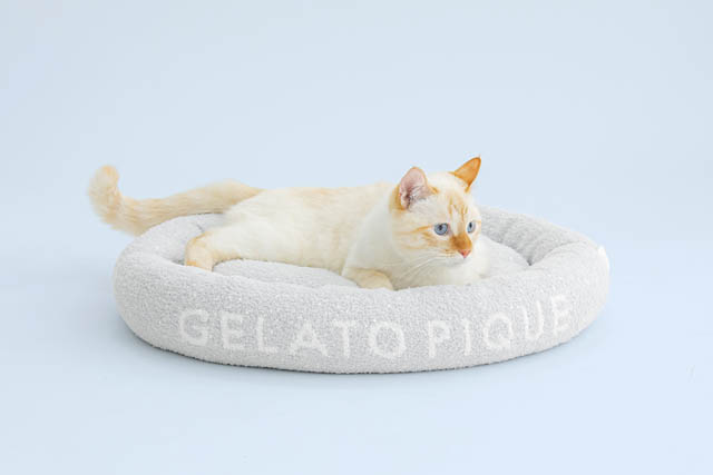 ジェラート ピケ、初の犬猫用アイテムが登場「GELATO PIQUE CAT&DOG」デビューへ