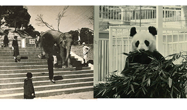 開園から70年を迎える『福岡市動物園』福岡地域史講座「～もうすぐ70周年～ 動物園のあゆみ・いま、これから」講座開催