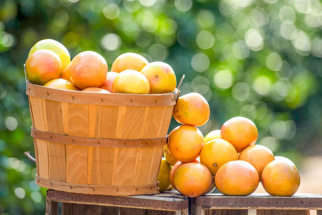 フロリダ州政府柑橘局が「フロリダグレープフルーツ」を太宰府天満宮に奉納へ