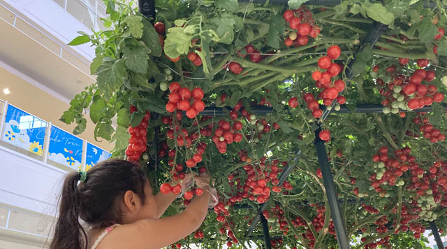 約1,000個の実がなるトマトの樹が全国に出現！ガゴメの食育体験イベント「不思議の畑とトマトの樹」福岡上陸