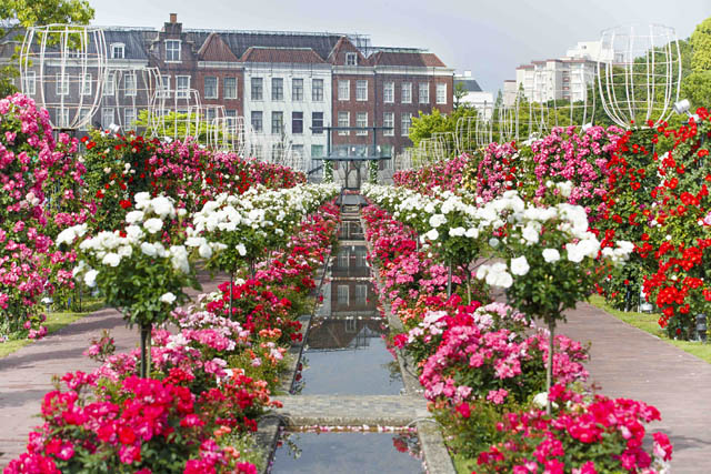 2000品種100万本のバラが一斉に花咲く"奇跡の花園"、ハウステンボス 5月限定の絶景「バラ祭」開催
