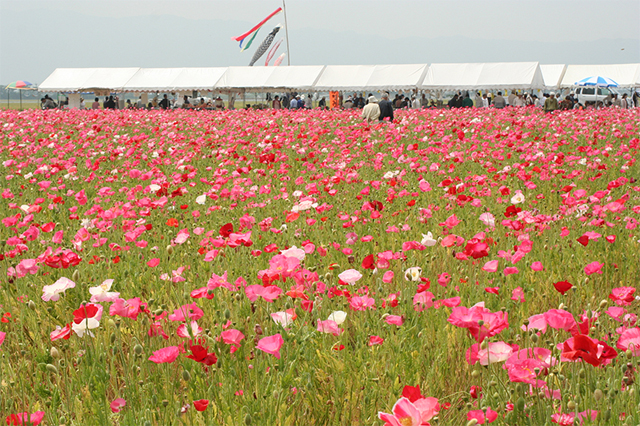 畑一面がピンク色に、100万本の鮮やかなポピー「あじさかポピー祭り」開催