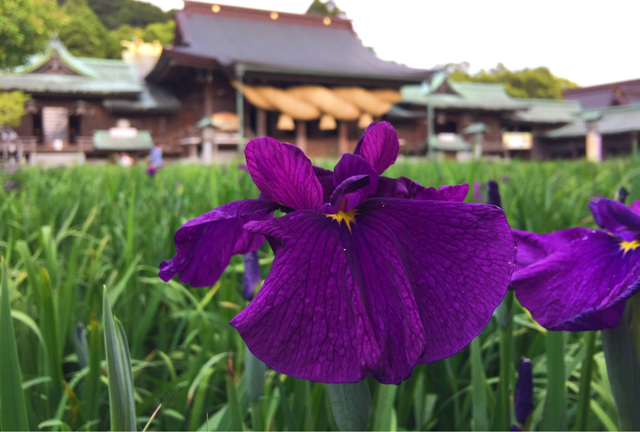 100種 10万株の花菖蒲が咲き揃う、宮地嶽神社「菖蒲まつり」開催