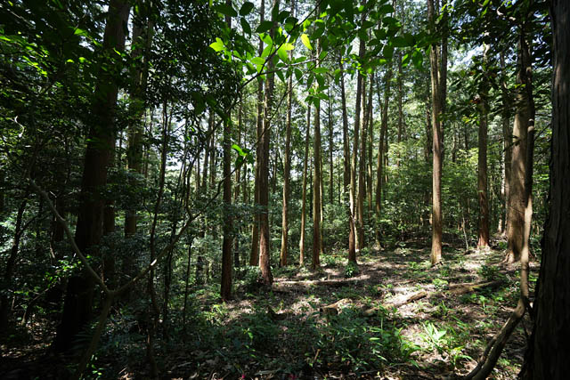 宗像市に森林レンタルサービス「forenta」の新エリアが誕生