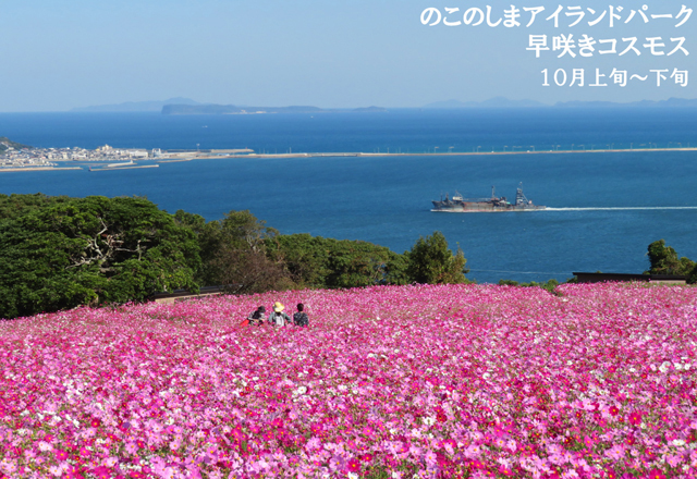 能古島「のこのしまアイランドパーク」の早咲きコスモス 10月上旬頃から見頃に！