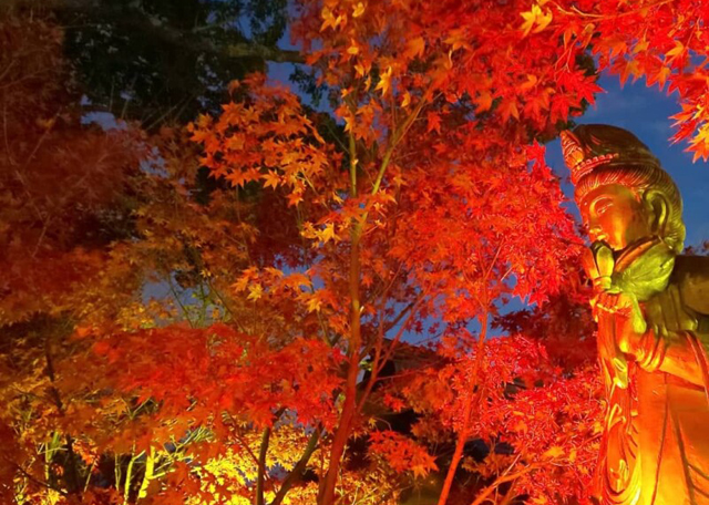 如意輪寺（かえる寺）境内のライトアップ、光と紅葉「楓光会」幻想の三夜