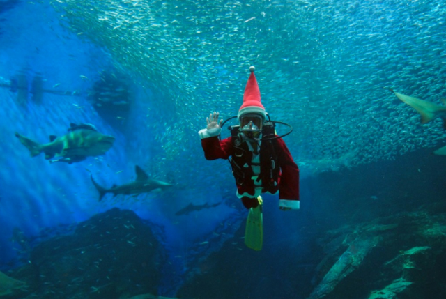 マリンワールド海の中道のクリスマスはイベントが満載！「海のクリスマス2023」開催中！