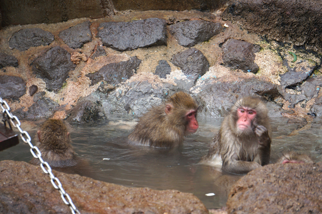 今回で11回目を迎える福岡市動物園「サル山露天風呂」毎週土曜日に開催中！