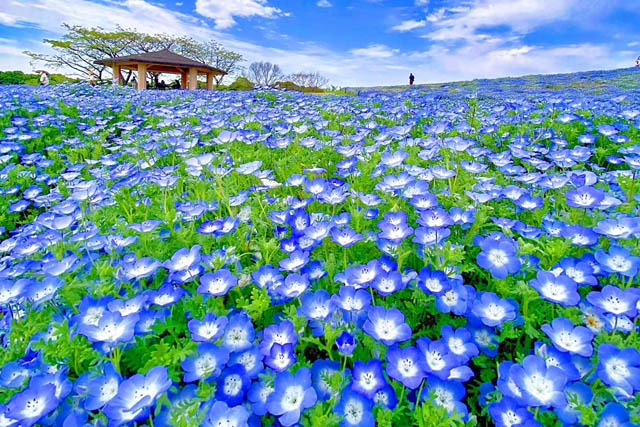 福岡に春を告げる花の祭典「海の中道フラワーピクニック2024」開催！志賀島では完熟した「あまおう狩り」もオープン