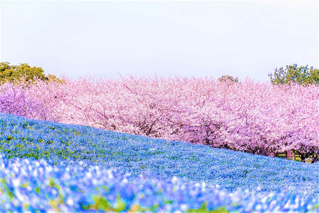 福岡に春を告げる花の祭典「海の中道フラワーピクニック2024」開催！志賀島では完熟した「あまおう狩り」もオープン