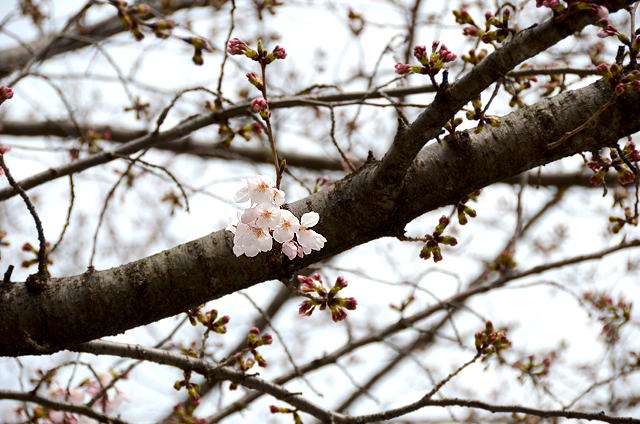 福岡管区気象台、さくら（そめいよしの）の開花を発表