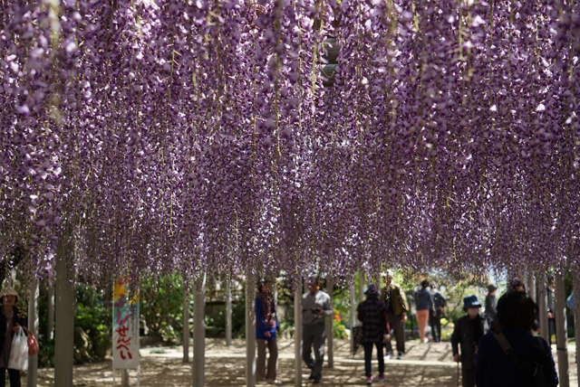 樹齢160年の藤の花が境内を天蓋のように覆い白紫に染め上げる「吉祥寺藤まつり」開催！