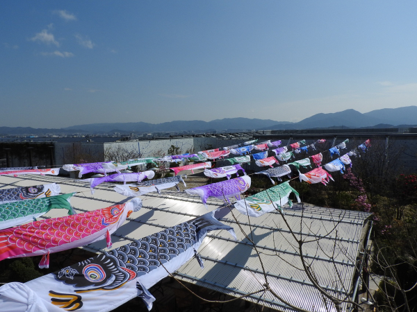 「杖立温泉こいのぼり祭り」が博多駅にやってくる！屋上 つばめの杜ひろばで開催！