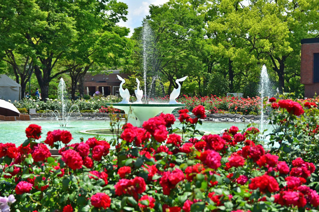 400品種2600株のバラが彩る、石橋文化センター「春のバラフェア2024」開催！