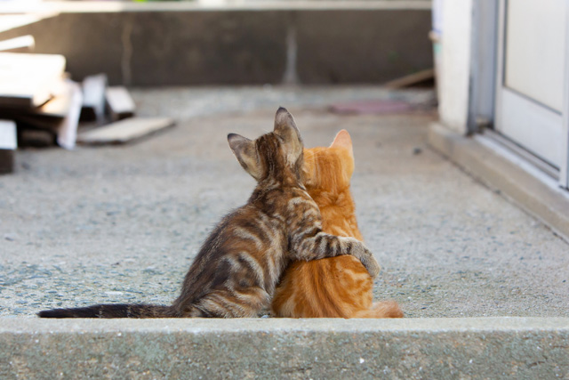 世界6大猫スポット 新宮町『相島』で猫写真家に学ぶ「猫を可愛く撮る写真教室」開催！