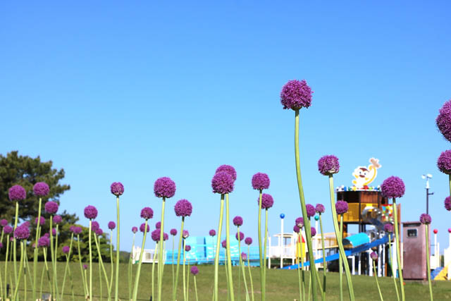 国営海の中道海浜公園 – 草原に不思議な球体現る!? アリウム・ギガンチウムが見頃