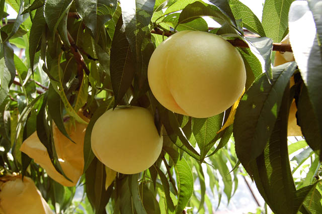 ビブリオテーク - 桃農家が育んだ最高糖度ランク「白桃ロイヤル」をまるごと使用！岡山白桃デザートフェア開幕
