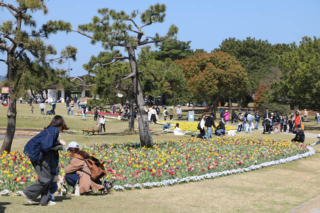 国営海の中道海浜公園 - 春本番！チューリップ見頃に