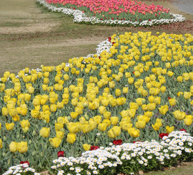 国営海の中道海浜公園 - 春本番！チューリップ見頃に
