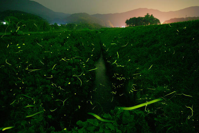 犬鳴川のほとりを散策しながら蛍を観賞しませんか？「宮若ほたるの夕べ2025」開催！