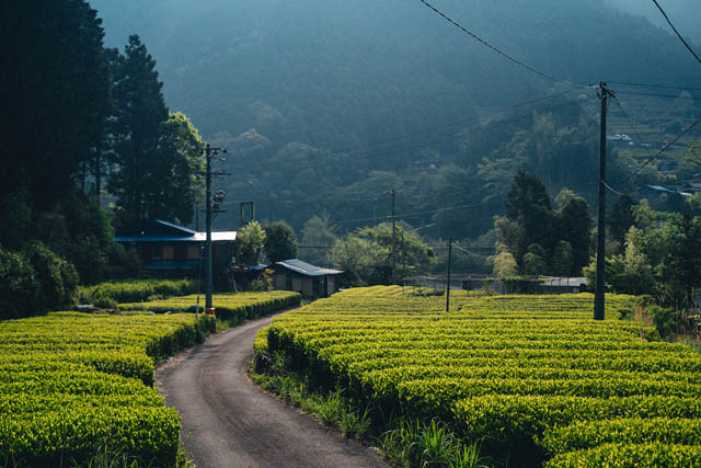 キルフェボン - 夏の新作ブレンドティー、2種類同時発売